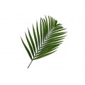 Cat Palm (Chamaedorea)